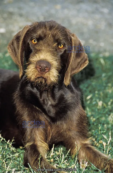 : Pudel Pointer Dog : Pudel Pointer Dog