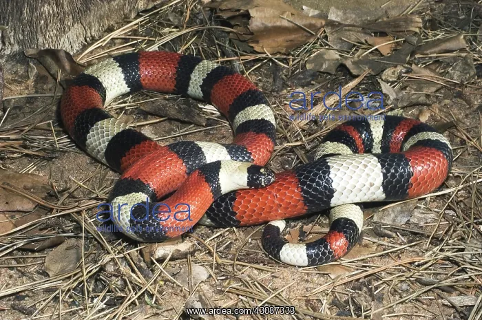 : Pueblan Milksnake : Pueblan Milksnake