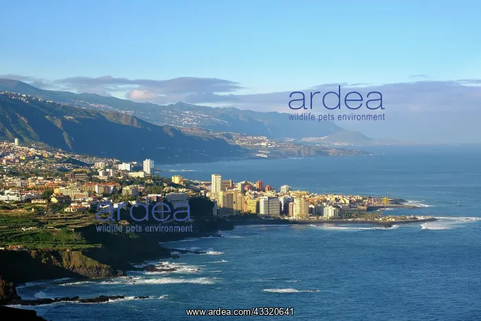: Puerto de la Cruz, Tenerife, Canary Islands, Spain : Puerto de la Cruz, Tenerife, Canary Islands, Spain