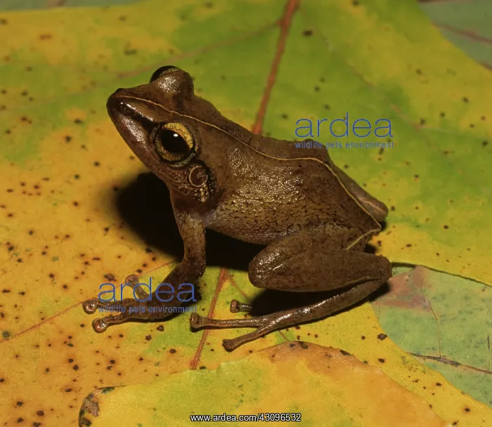 : Puerto Rican Coqui : Puerto Rican Coqui