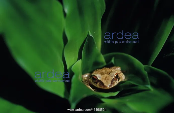 : Coqui. Puerto Rican Coqui frog, Eleutherodactylus coqui : Coqui. Puerto Rican Coqui frog, Eleutherodactylus coqui