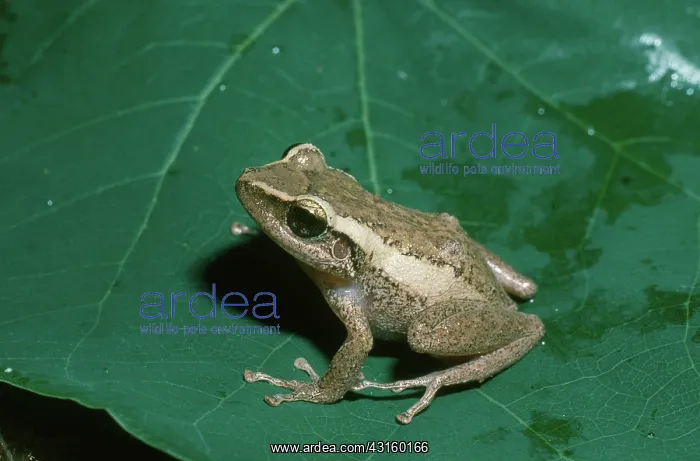 : Coqui. Puerto Rican Coqui frog, Eleutherodactylus coqui : Coqui. Puerto Rican Coqui frog, Eleutherodactylus coqui