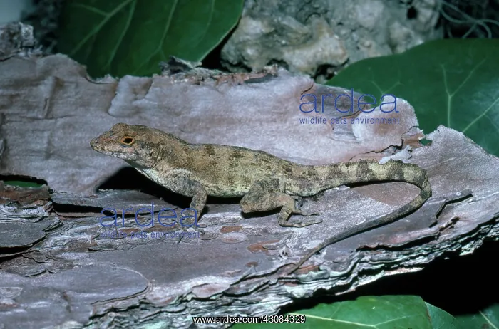 : Puerto Rican Crested Anole : Puerto Rican Crested Anole