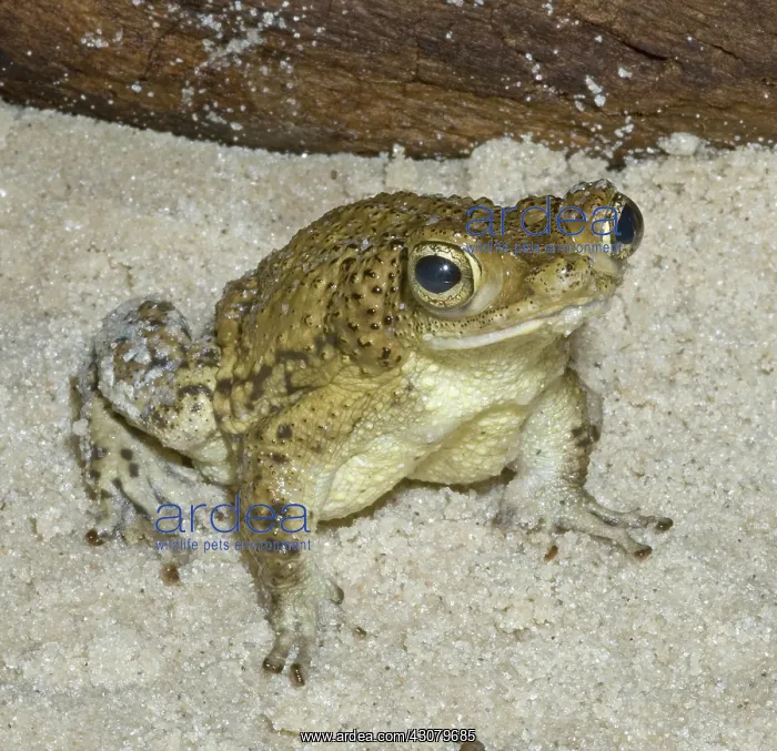 : Puerto Rican crested toad : Puerto Rican crested toad