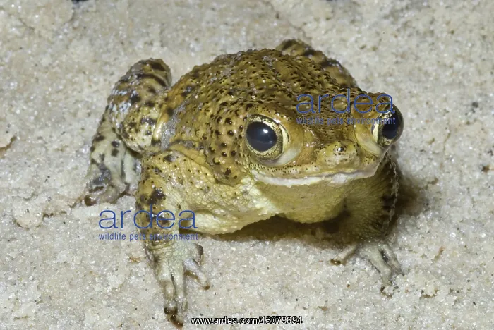 : Puerto Rican crested toad : Puerto Rican crested toad