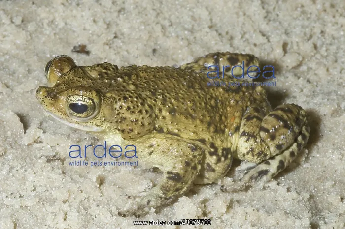 : Puerto Rican Crested Toad : Puerto Rican Crested Toad