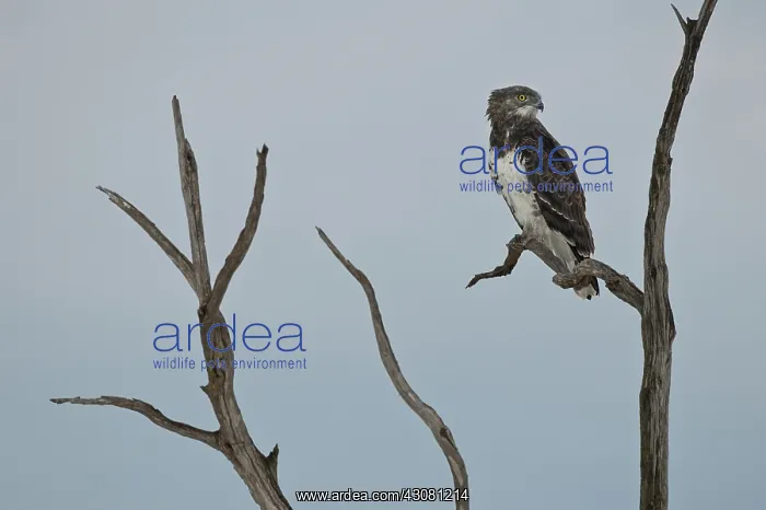 : Puerto Rican Crested Toad : Puerto Rican Crested Toad