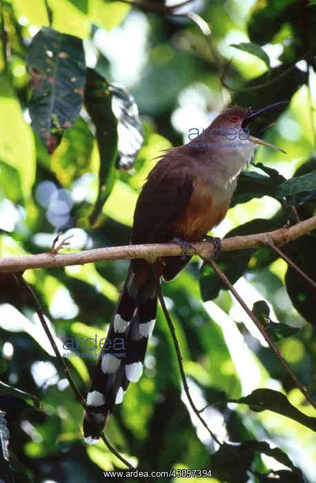 : Puerto Rican Lizard-Cuckoo : Puerto Rican Lizard-Cuckoo