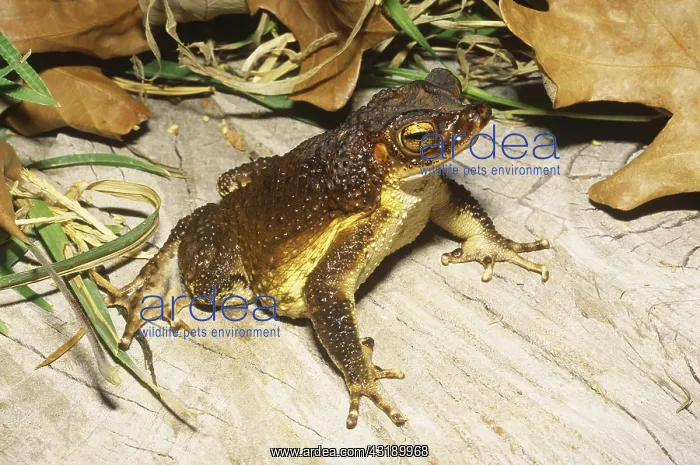 : Puerto Rican Toad : Puerto Rican Toad