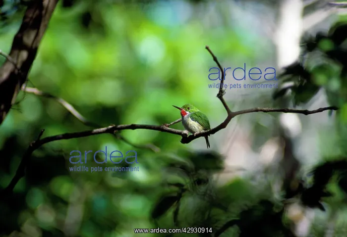 : Puerto Rican Tody : Puerto Rican Tody