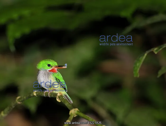 : Puerto Rican Tody (Todus mexicanus, with : Puerto Rican Tody (Todus mexicanus, with