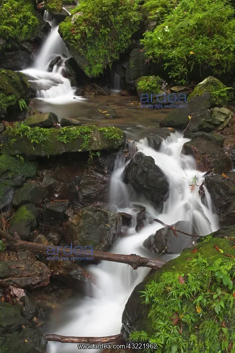 : Puerto Rico, East Coast, El Yunque Rainforest : Puerto Rico, East Coast, El Yunque Rainforest