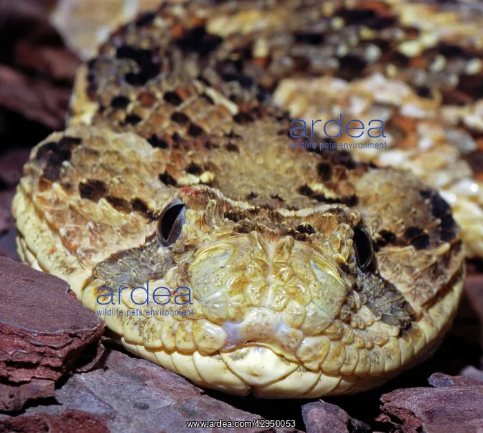 : Puff Adder : Puff Adder