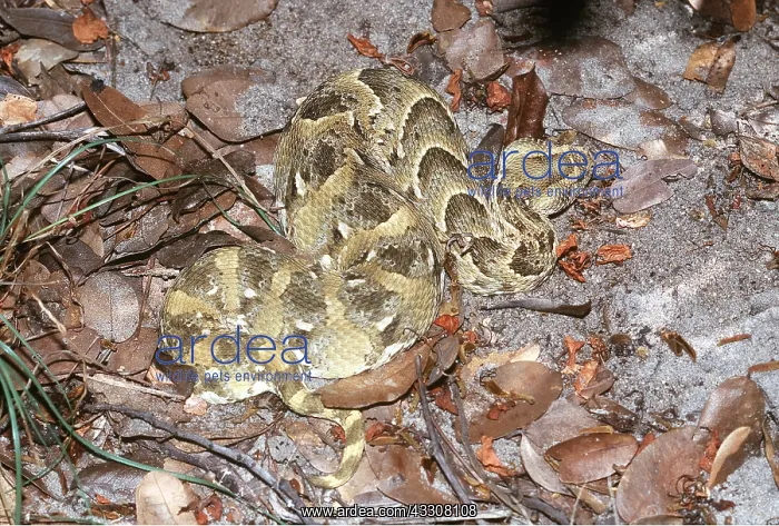 : PUFF ADDER : PUFF ADDER