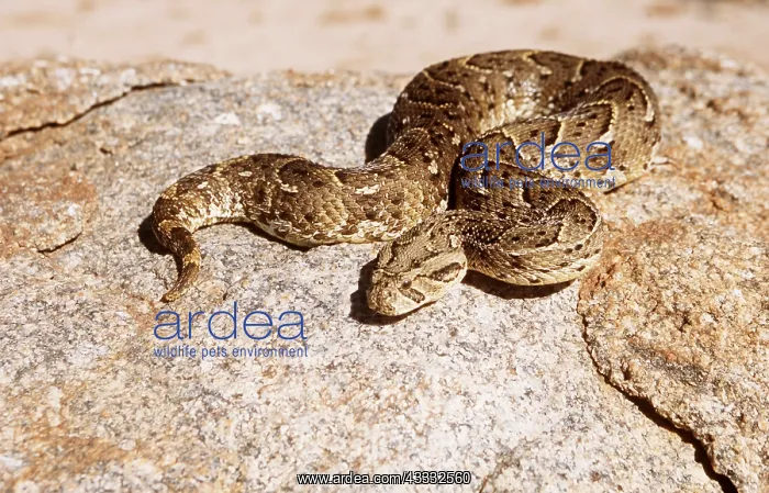 : PUFF ADDER : PUFF ADDER