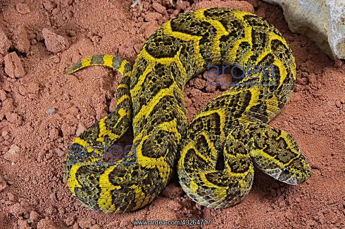 : Puff adder (Bitis arientans) on sand, specimen from : Puff adder (Bitis arientans) on sand, specimen from