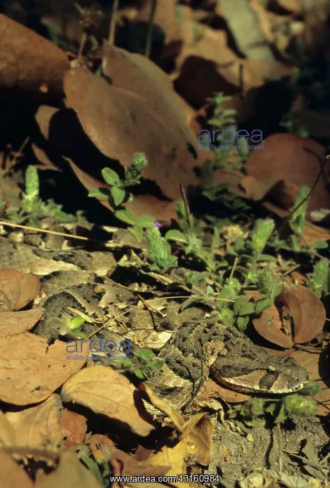 : Puff adder (Bitis arietans) : Puff adder (Bitis arietans)