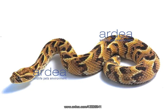  : Puff adder (Bitis arietans), Lake Nakuru, Kenya