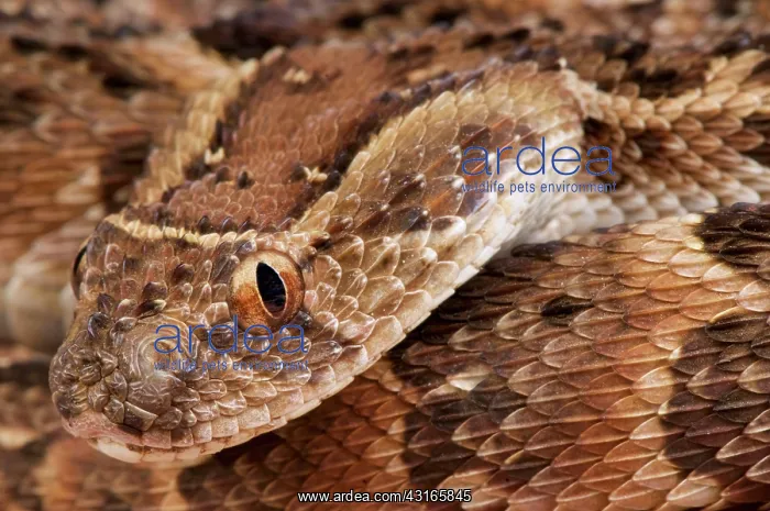 : Puff adder (Bitis arietans), Uganda : Puff adder (Bitis arietans), Uganda