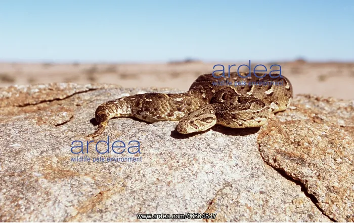 : PUFF ADDER - COILED : PUFF ADDER - COILED