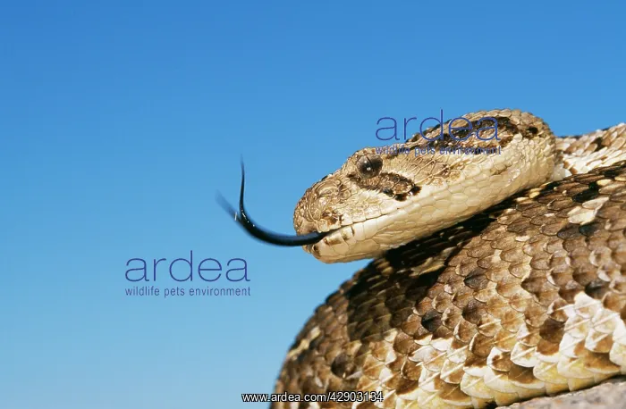 : PUFF ADDER - with forked tongue extended : PUFF ADDER - with forked tongue extended