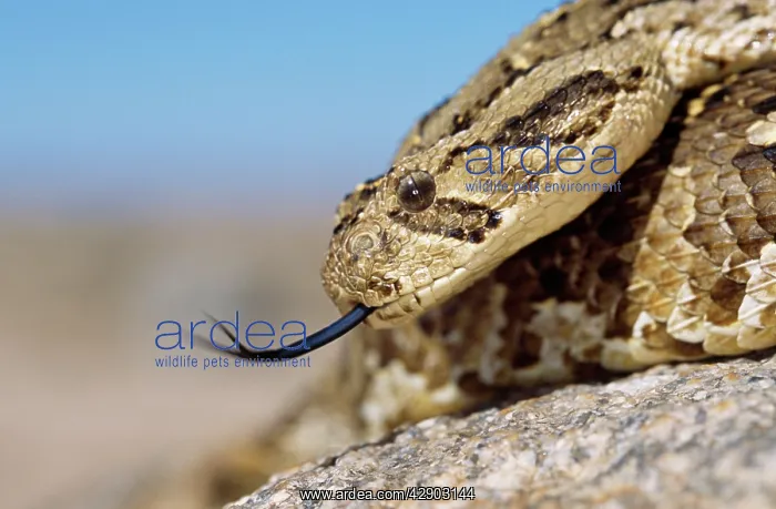 : PUFF ADDER - forked tongue extended : PUFF ADDER - forked tongue extended