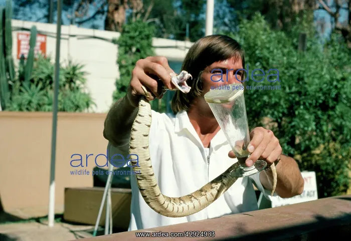 : Puff Adder Snake - venom extraction : Puff Adder Snake - venom extraction
