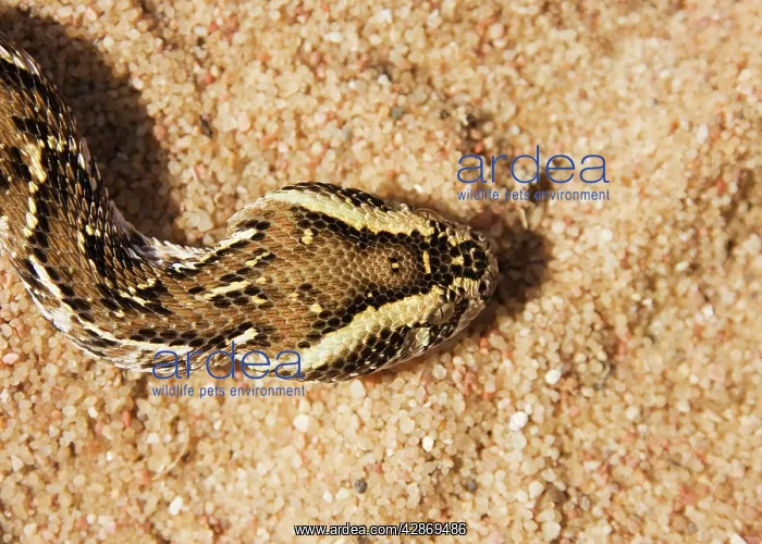 : Puff Adder - Its venom is cytotoxic and fatal in humans : Puff Adder - Its venom is cytotoxic and fatal in humans