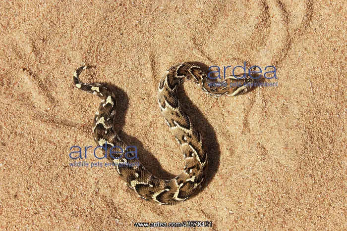 : Puff Adder - Its venom is cytotoxic and fatal in humans : Puff Adder - Its venom is cytotoxic and fatal in humans