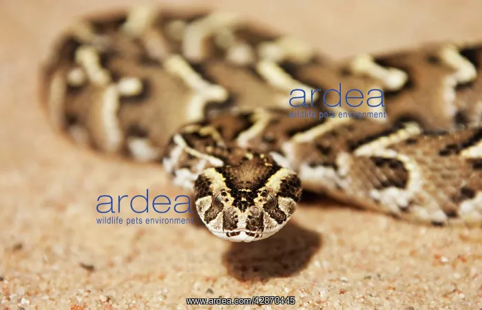 : Puff Adder - Its venom is cytotoxic and fatal in humans : Puff Adder - Its venom is cytotoxic and fatal in humans