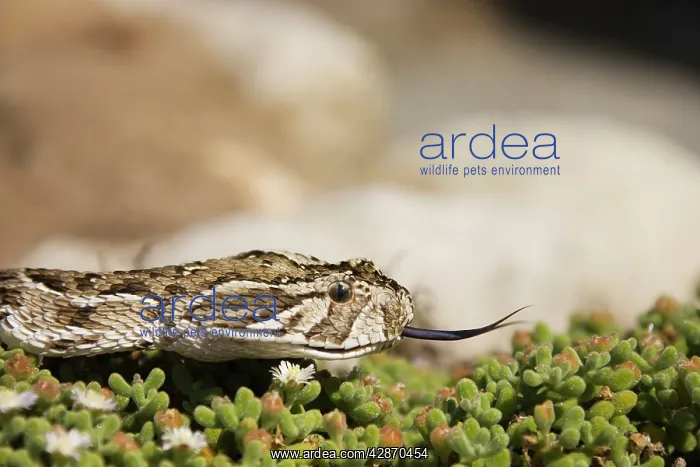 : Puff Adder - Its venom is cytotoxic and fatal in humans : Puff Adder - Its venom is cytotoxic and fatal in humans