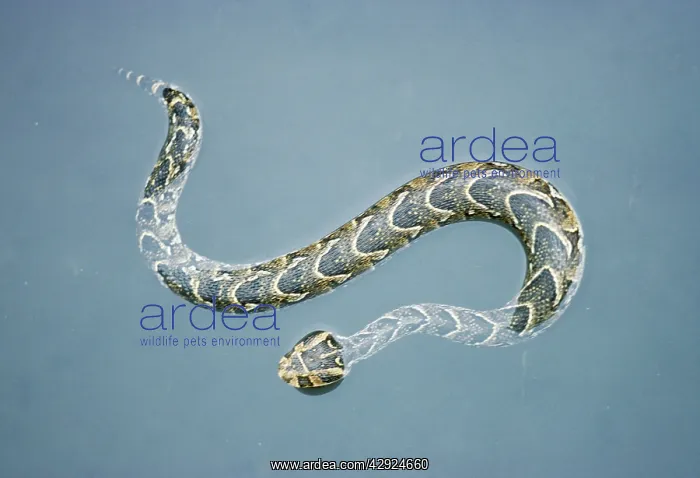 : Puff Adder - in water swimming : Puff Adder - in water swimming