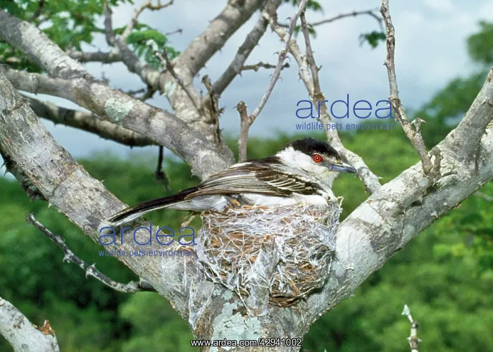 : Puff-back Shrike - on nest : Puff-back Shrike - on nest
