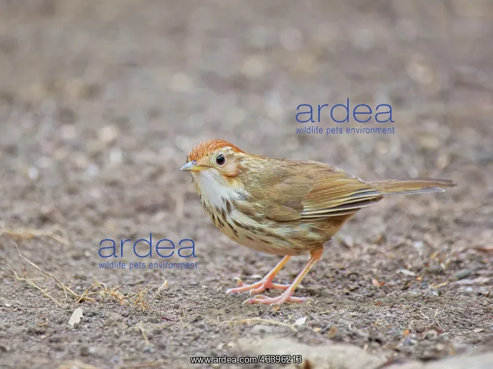 : Puff Throated Babbler Pellorneum ruficeps Vietnam : Puff Throated Babbler Pellorneum ruficeps Vietnam