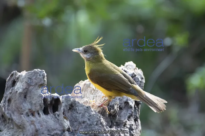: Puff-throated Bulbul (Alophoixus pallidus) on a : Puff-throated Bulbul (Alophoixus pallidus) on a