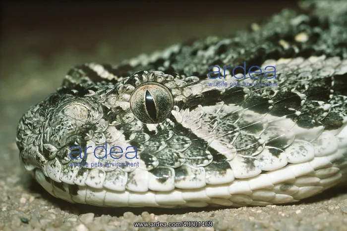 : PUFFADDER - close up of head : PUFFADDER - close up of head