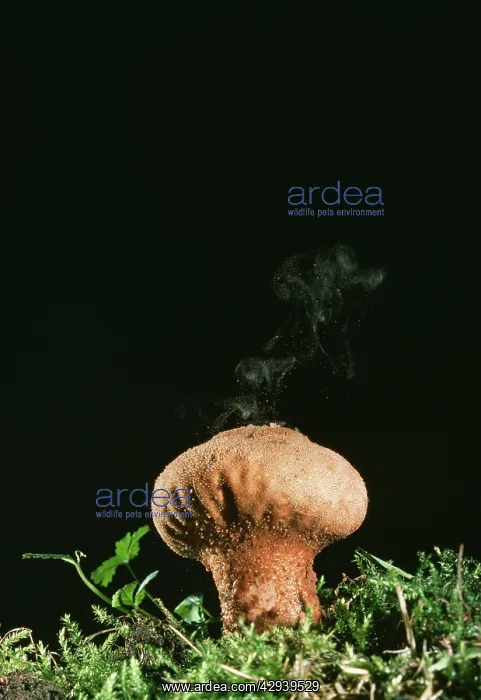  : PUFFBALL FUNGUS