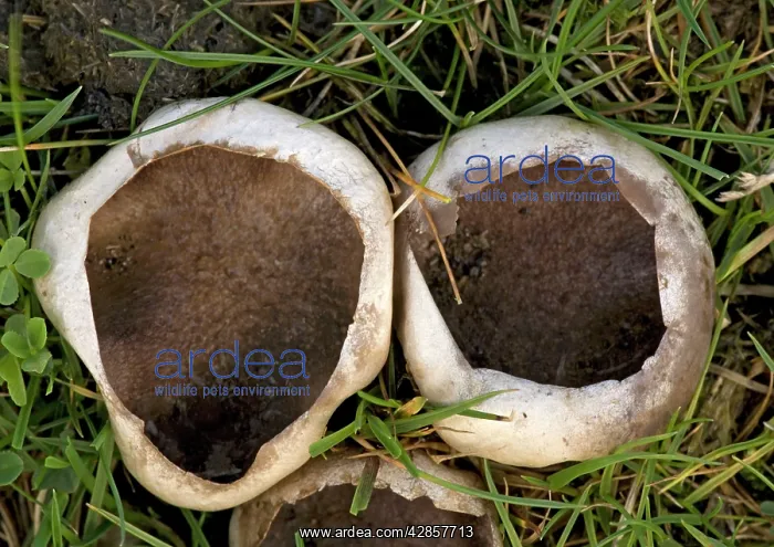 : Puffball - found in grassland, pasture and lawns : Puffball - found in grassland, pasture and lawns