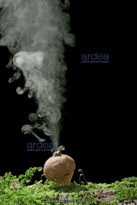: Puffball - releasing spores : Puffball - releasing spores