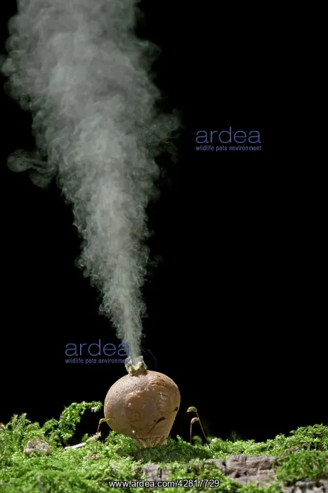: Puffball - releasing spores : Puffball - releasing spores
