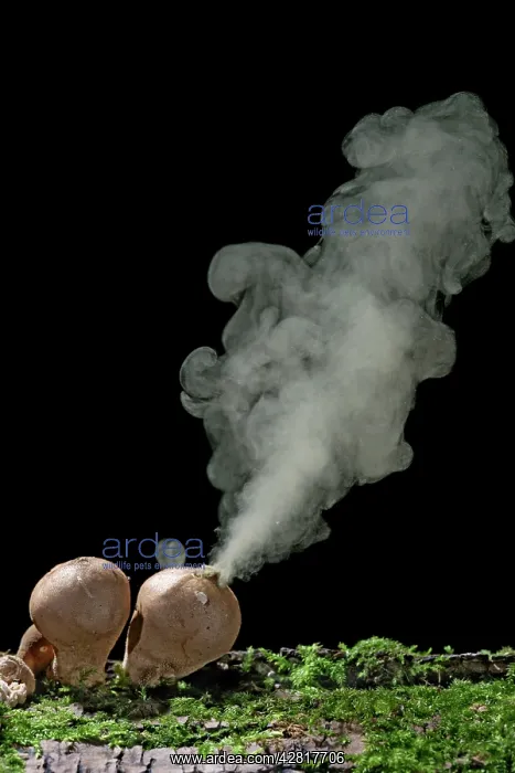 : Puffballs - releasing spores : Puffballs - releasing spores