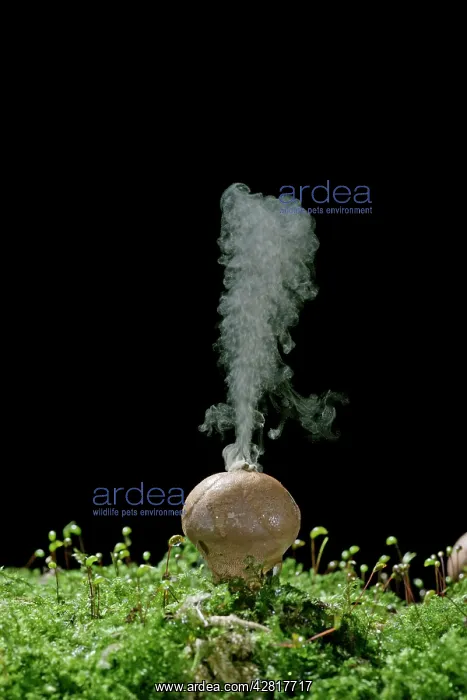 : Puffballs - releasing spores : Puffballs - releasing spores