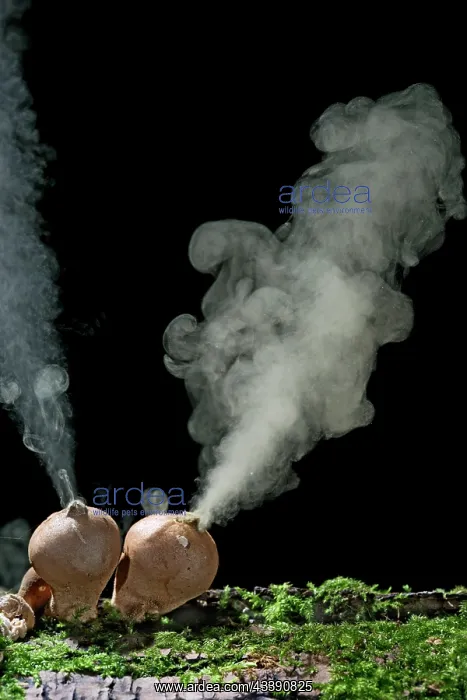 : Puffballs - releasing spores : Puffballs - releasing spores