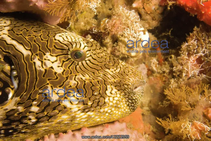 : puffer fish (Arothron stellatus), , Scuba : puffer fish (Arothron stellatus), , Scuba