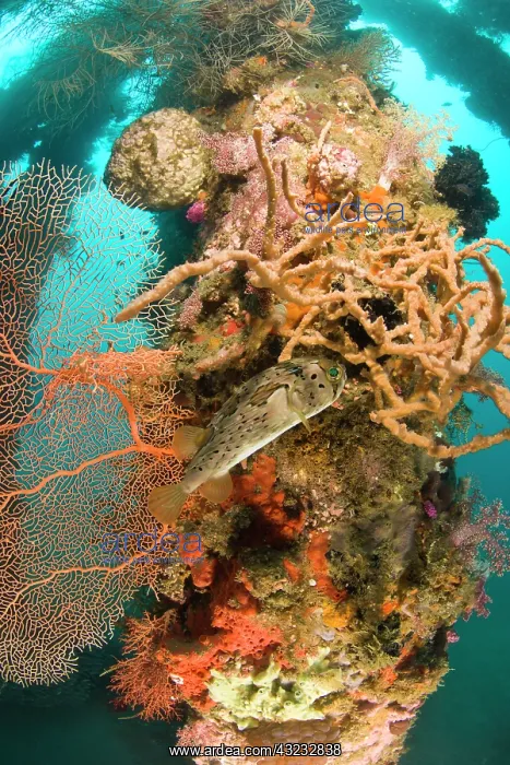 : Pufferfish among sponges and coral growth : Pufferfish among sponges and coral growth