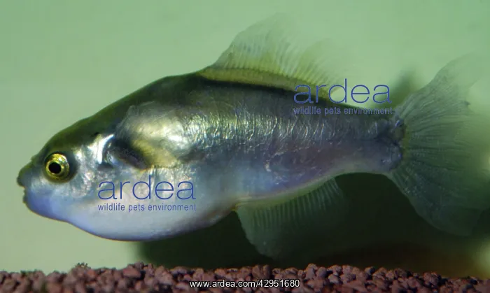 : Pufferfish no vernacular, Freshwater Mekong River : Pufferfish no vernacular, Freshwater Mekong River
