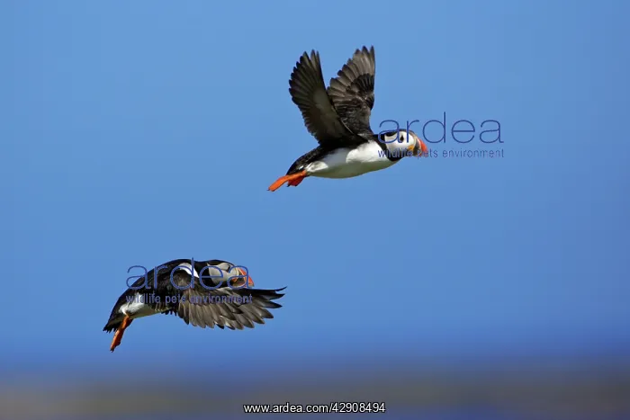 : Puffin - 2 birds in flight : Puffin - 2 birds in flight