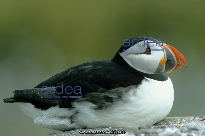  : Puffin (Fratercula arctica). Farne Islands UK