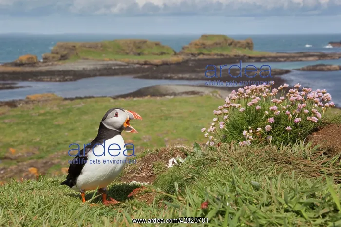 : Puffin (Fratercula arctica). Lunga - Scotland - UK : Puffin (Fratercula arctica). Lunga - Scotland - UK