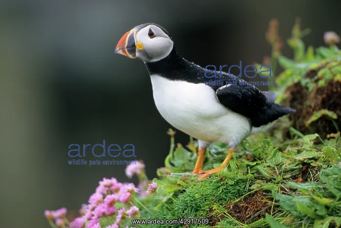: Puffin (Fratercula arctica). Handa island, Scotland : Puffin (Fratercula arctica). Handa island, Scotland